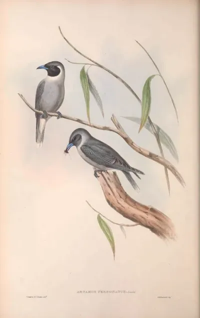 Masked Wood Swallow