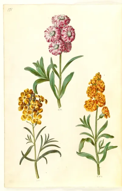 Matthiola incana (vinter-levkøj); Erysimum cheiri (gyldenlak)