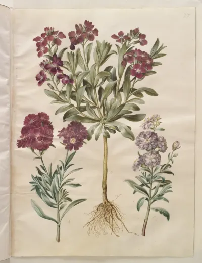 Matthiola incana (vinter-levkøj)