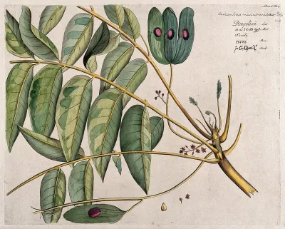 Mattipaul (Ailanthus malabarica DC.): branch with flowers and fruits, separate flowers and seed