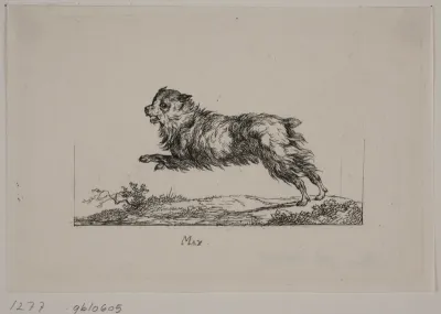 Max, løbende hund