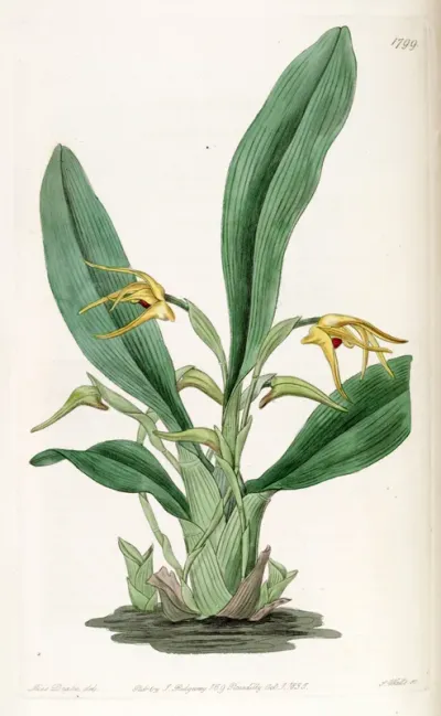 Maxillaria crocea