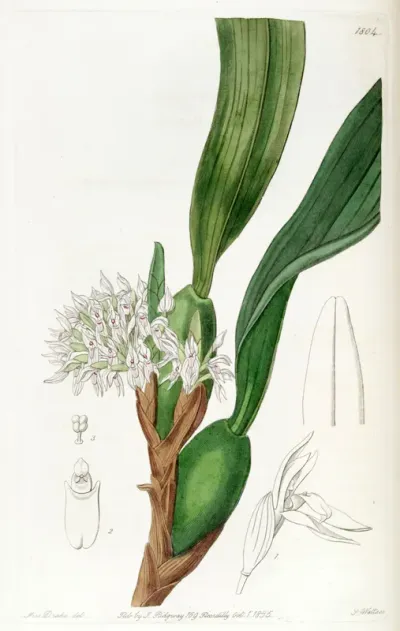 Maxillaria densa