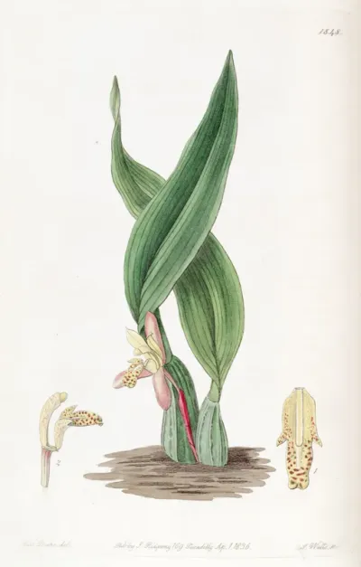 Maxillaria rufescens