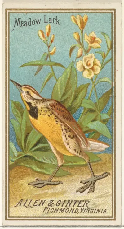 Meadow Lark, from the Birds of America series (N4) for Allen & Ginter Cigarettes Brands