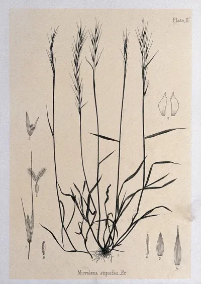 Meadow rice grass (Microlæna stipoides, Br.): plant with floral segments