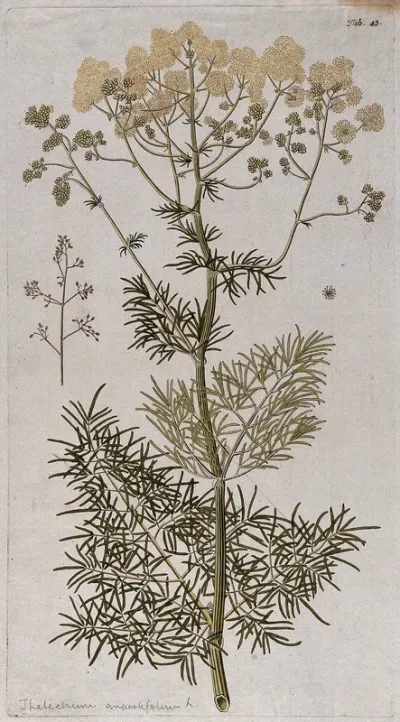 Meadow rue (Thalictrum angustifolium L.): flowering stem with separate fruit