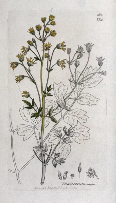 Meadow-rue (Thalictrum majus): flowering stem, leaf and floral segments