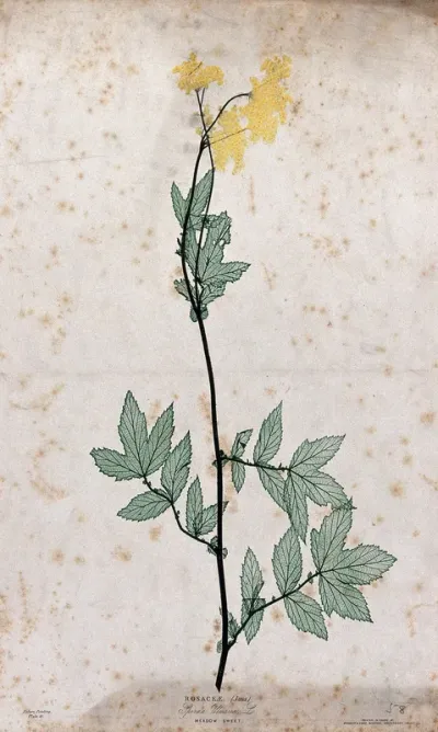Meadowsweet (Filipendula ulmaria): flowering stem