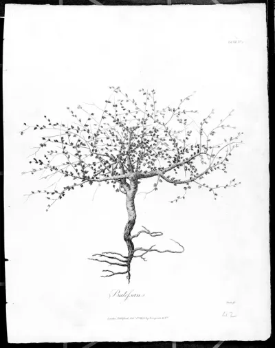 Mecca balsam (Commiphora opobalsamum): entire young plant