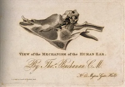Mechanism of the inner ear