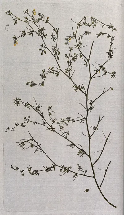 Medick or burweed (Medicago prostrata Jacq.): flowering and fruiting stem with separate fruit