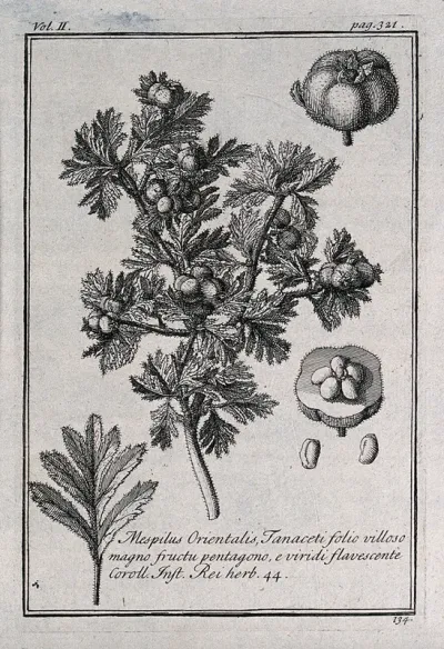 Medlar (Mespilus germanica): fruiting stem, leaf and fruit segments