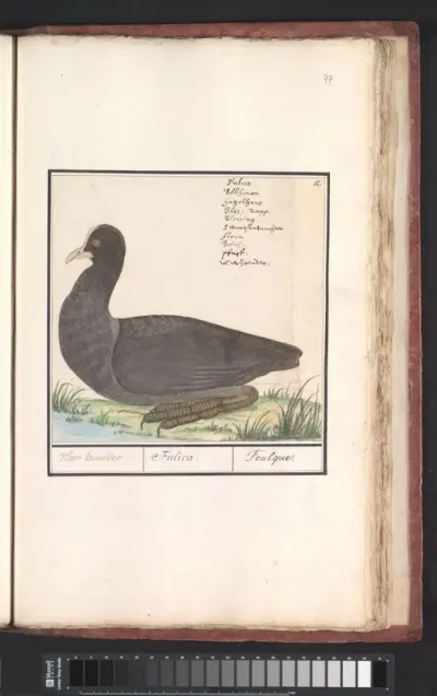 Meerkoet (Fulica atra)