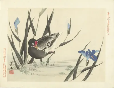 Meerkoet tussen blauwe irissen