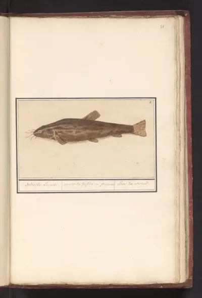 Meerval (Siluridae)