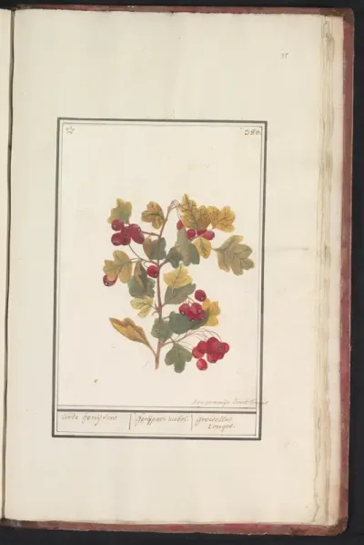 Meidoorn (Crataegus)