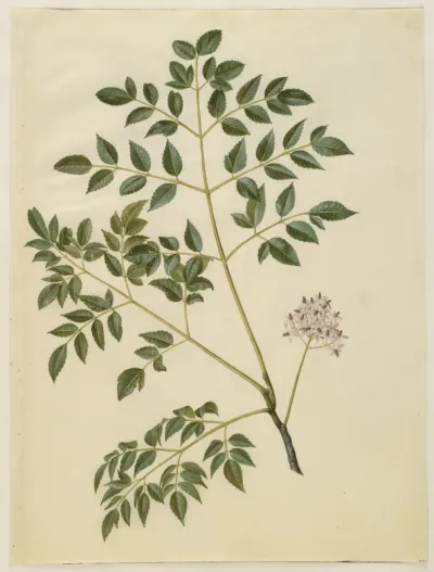 Melia azedarach (paternostertræ)