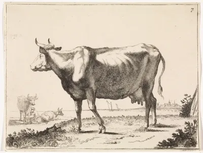 Melkkoe