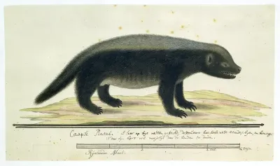 Mellivora capensis (Honingdas)