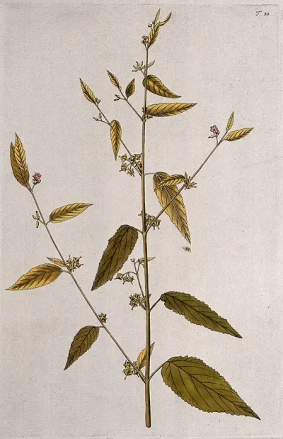 Melochia pyramidata L.: flowering and fruiting stem