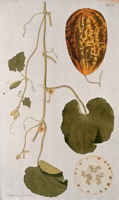 Melon (Cucumis melo L.): flowering and fruiting stem with separate whole and sectioned mature fruit
