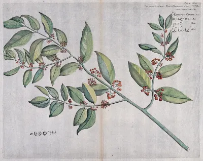 Memecylon umbellatum Burm.f.: branch with flowers and fruit, separate fruit and seed and sections of flowers and fruit