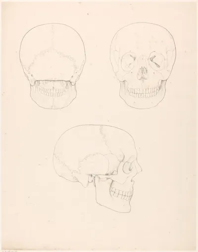 Menselijke schedel