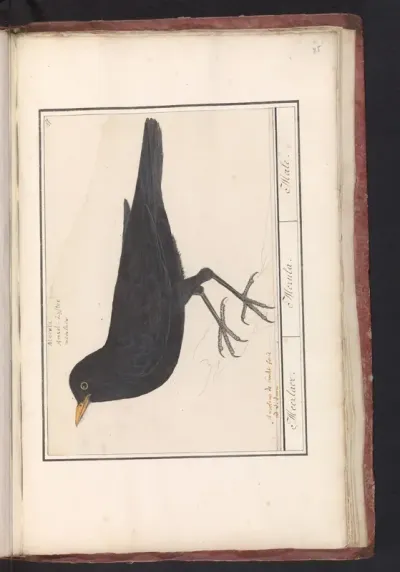 Merel (Turdus merula)