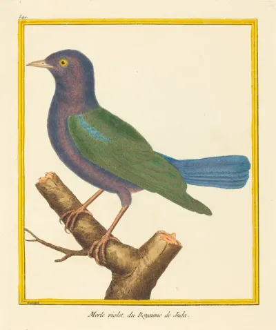 Merle Violet, du Royaume de Juda