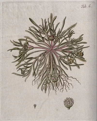 Mesembryanthemum apetalum L.: entire flowering plant with separate flower