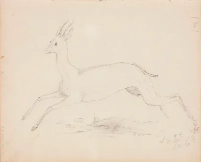 Metsäkauris. Merkitty AE  /  18 24/XII 63