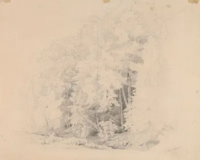 Metsänsisusta