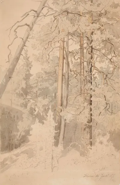 Metsänsisusta, Kuru