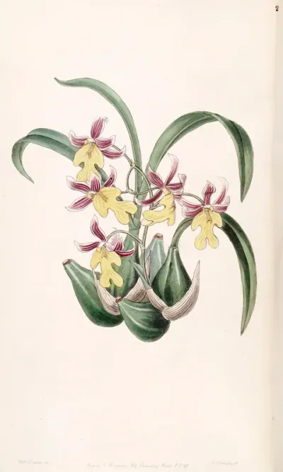 Mexicoa ghiesbreghtiana (as syn. Odontoglossum warneri var. purpuratum)