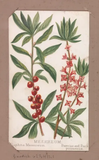 Mezereum from the Plants series