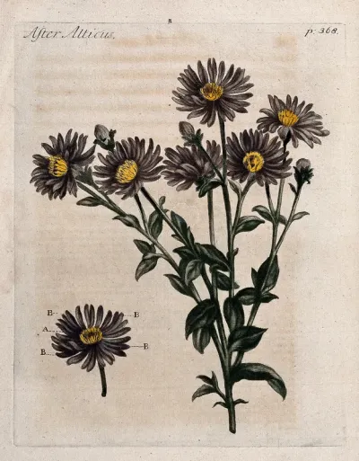 Michaelmas daisy (Aster amellus): flowering stem