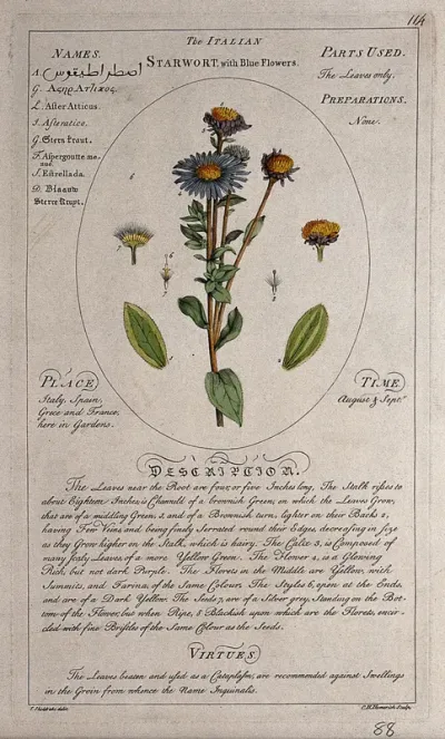 Michaelmas daisy (Aster amellus L.): flowering stem with separate leaves and floral segments and a description of the plant and its uses