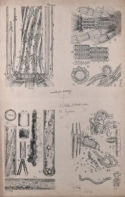 Microscope drawings of plant anatomy with cells and growing points