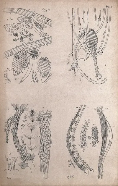 Microscope drawings of plant anatomy with cells and tissues of stonewort (Chara and Nitella species)