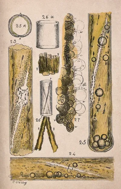Microscope drawings of plant cells in glass tubes