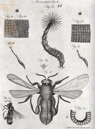 Microscopy: diagrams illustrating insects and parts of insects