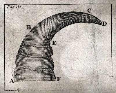 Microscopy: parts of a louse [?]