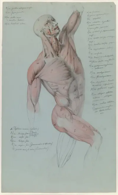Miesvartalon anatominen lihastutkielma