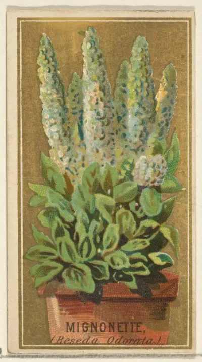 Mignonette (Reseda Odorata), from the Flowers series for Old Judge Cigarettes