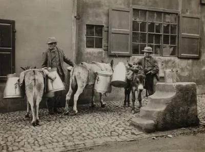 Milk Donkeys