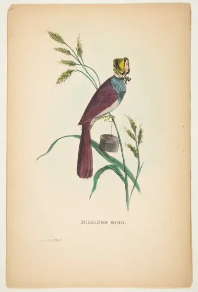 Milliner Bird (Minnie Doyle), from "The Comic Natural History of the Human Race"