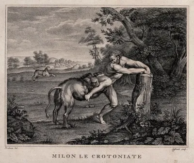 Milo of Croton. Stipple engraving by A. Zaffonato after G.A. Pordenone