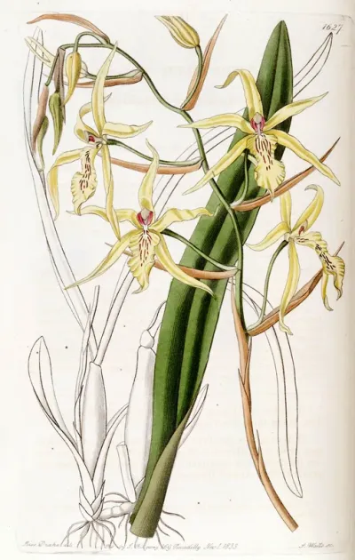 Miltonia flavescens