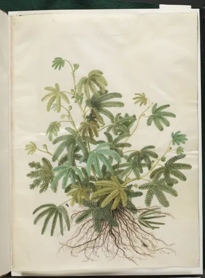 Mimosa polydactyla (mangefingret mimose)